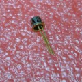 2n4853 transistor UNIGIUNZIONE PN NOS MOTOROLA